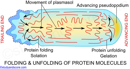 protozoa locomotion, sol gel theory, pseudopodia, locomotion, amoeboid locomotion